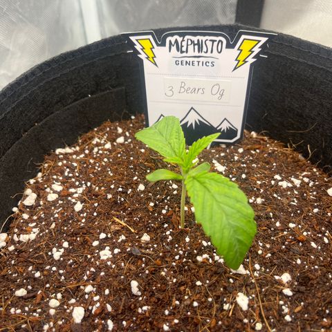 3BOG #2 growlog timeline photo