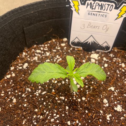 3BOG #1 growlog timeline photo