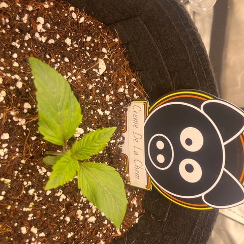 CDLC #2 growlog timeline photo
