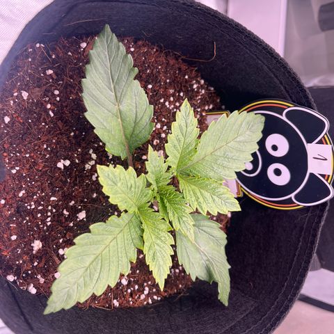 CDLC #1 growlog photo: Explosive growth 
