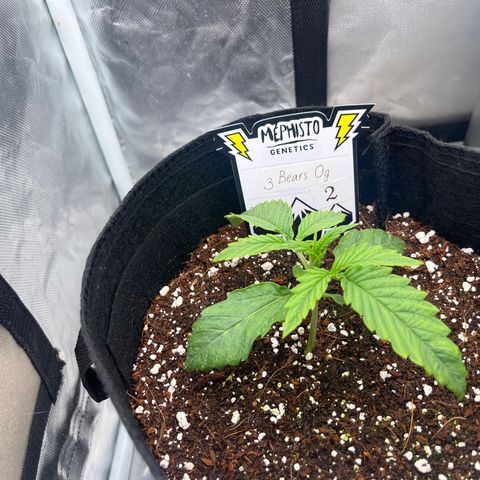 3BOG #2 growlog timeline photo