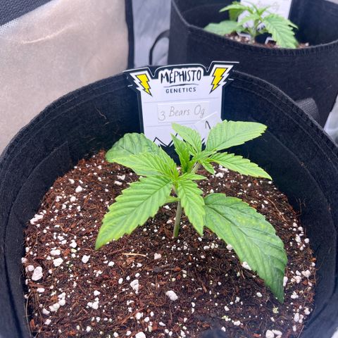 3BOG #1 growlog timeline photo