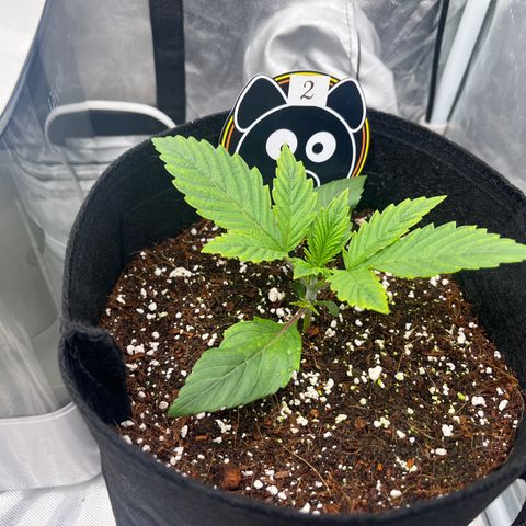 CDLC #2 growlog photo: Explosive Growth 