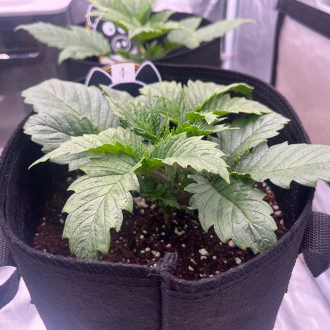 CDLC #1 growlog timeline photo