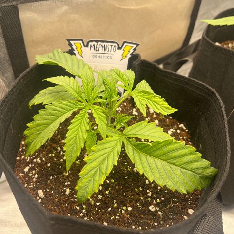 3BOG #2 growlog timeline photo
