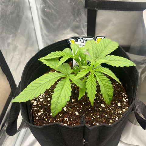 3BOG #1 growlog timeline photo