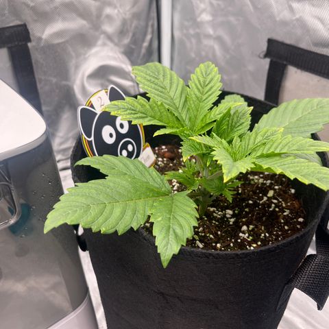 CDLC #2 growlog timeline photo