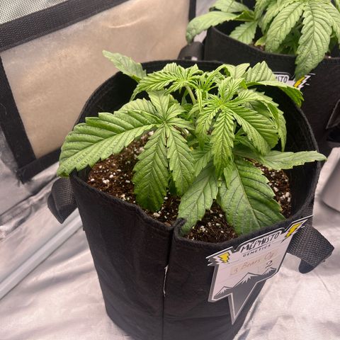 3BOG #2 growlog timeline photo