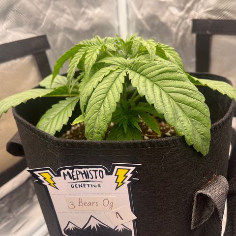 3BOG #1 growlog timeline photo