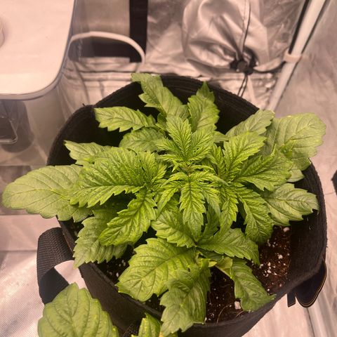 CDLC #1 growlog timeline photo