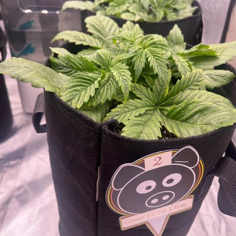 CDLC #2 growlog timeline photo
