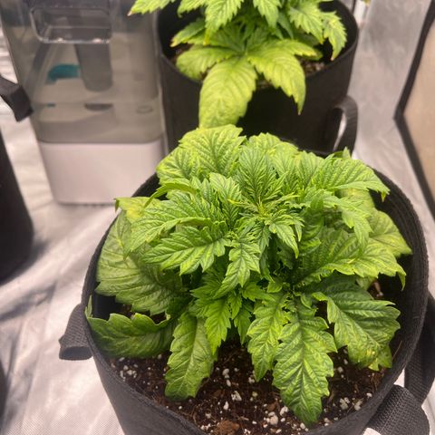 CDLC #1 growlog timeline photo
