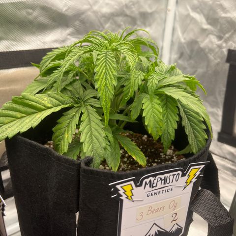 3BOG #2 growlog timeline photo
