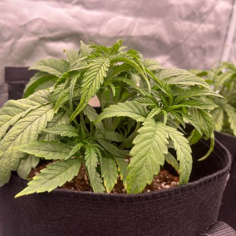 3BOG #1 growlog timeline photo