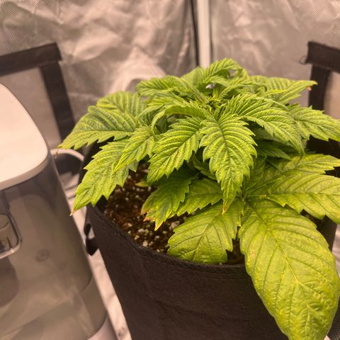 CDLC #2 growlog timeline photo
