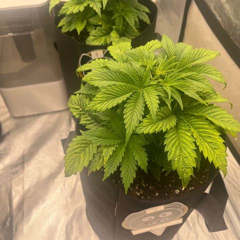 CDLC #2 growlog timeline photo