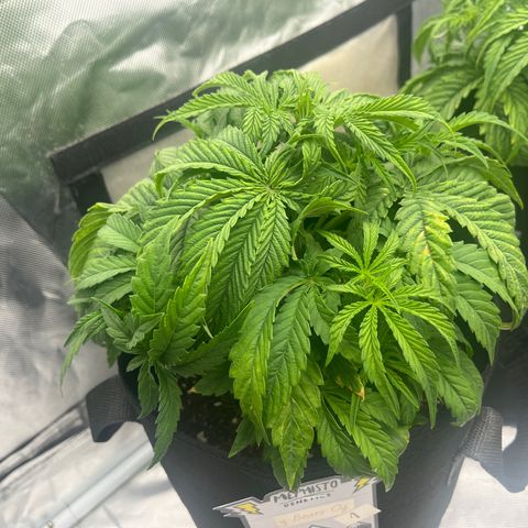 3BOG #1 growlog timeline photo