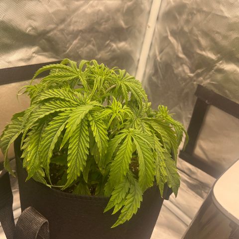 3BOG #2 growlog timeline photo