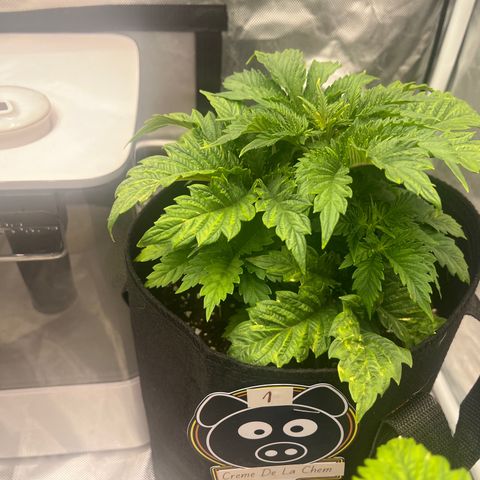 CDLC #1 growlog timeline photo