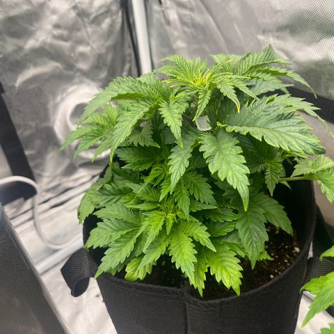 CDLC #1 growlog timeline photo