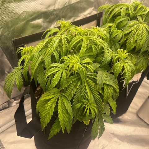 3BOG #2 growlog timeline photo