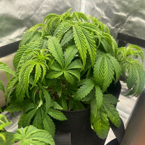 3BOG #1 growlog timeline photo