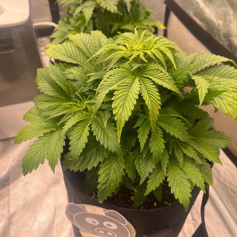 CDLC #2 growlog timeline photo