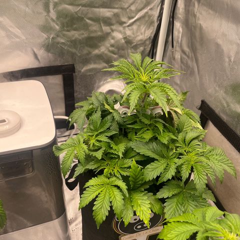 CDLC #1 growlog timeline photo
