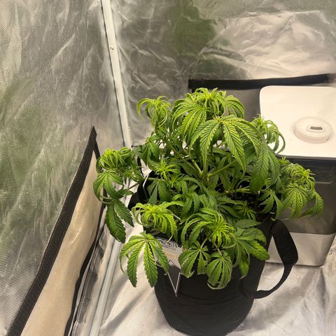 3BOG #1 growlog timeline photo