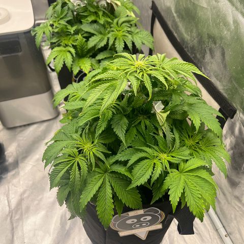 CDLC #2 growlog timeline photo