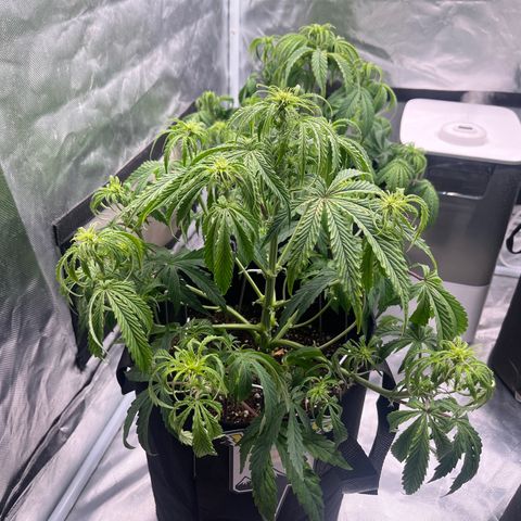 3BOG #2 growlog timeline photo
