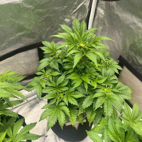 CDLC #1 growlog timeline photo