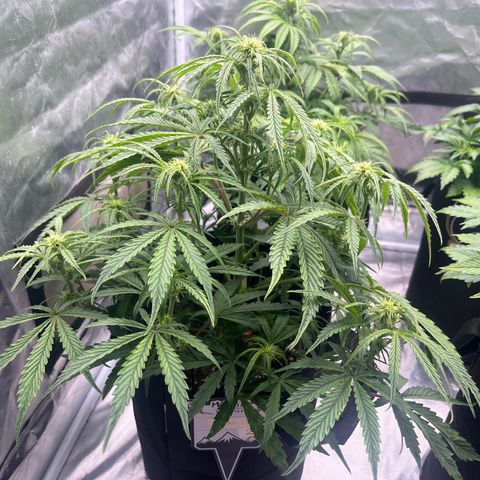 3BOG #2 growlog timeline photo