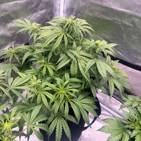 3BOG #1 growlog timeline photo