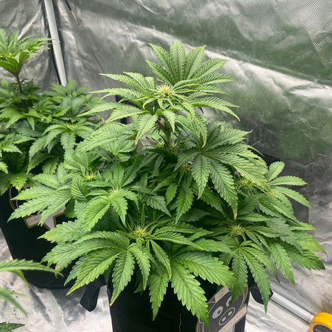 CDLC #2 growlog timeline photo