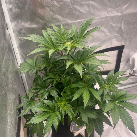 CDLC #1 growlog timeline photo