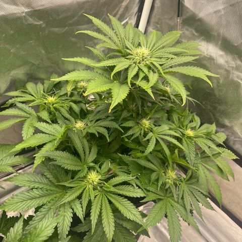 CDLC #2 growlog timeline photo