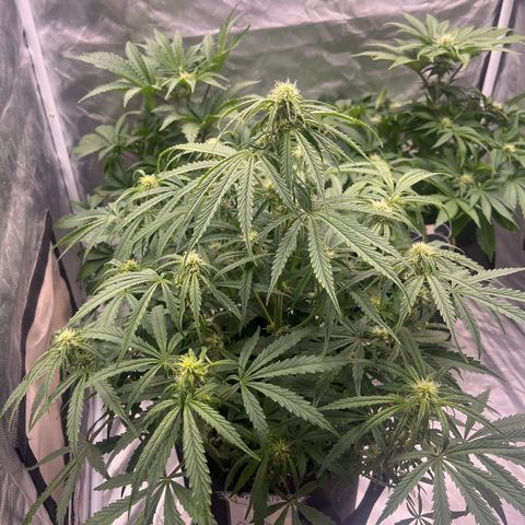 3BOG #2 growlog timeline photo