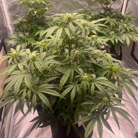 3BOG #1 growlog timeline photo