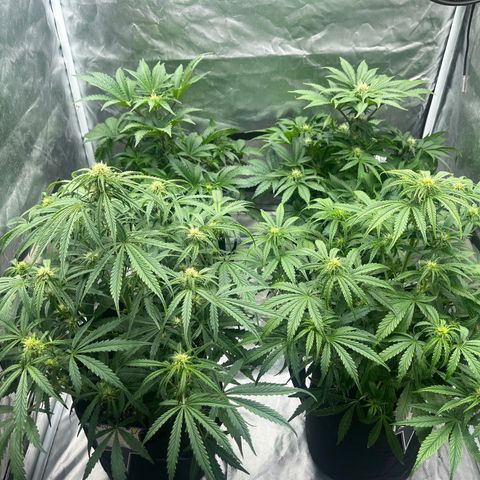3BOG #1 growlog photo: The frost starts. 