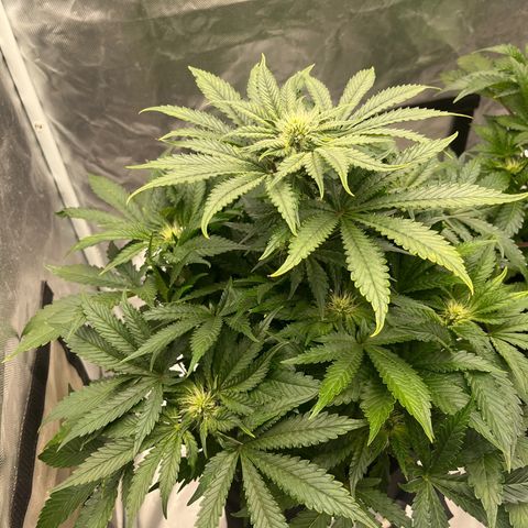 CDLC #2 growlog timeline photo