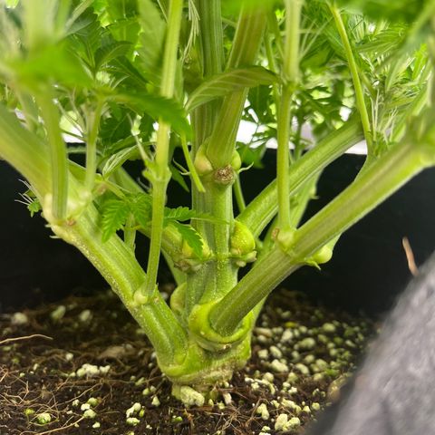 CDLC #2 growlog timeline photo