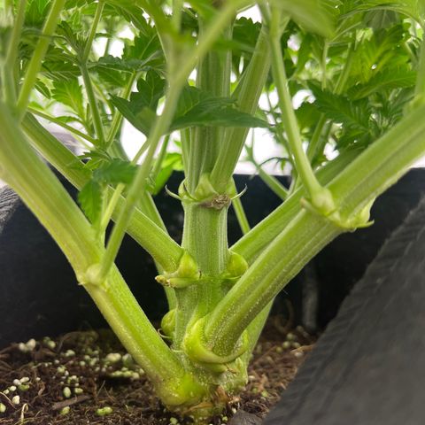 CDLC #1 growlog timeline photo