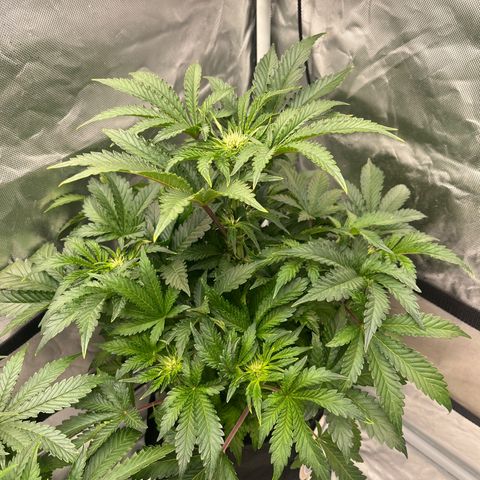 CDLC #1 growlog timeline photo