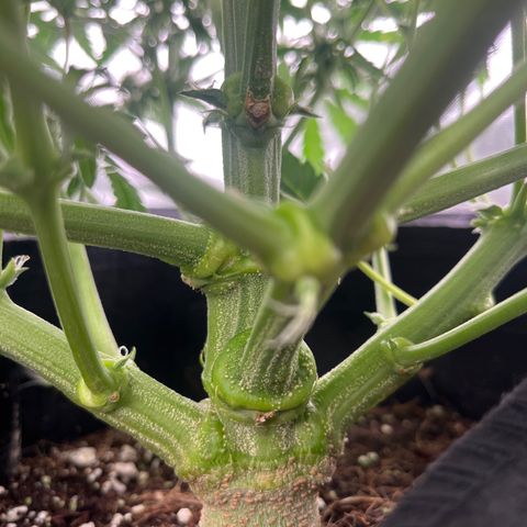 3BOG #1 growlog photo: Missive Main Stem 