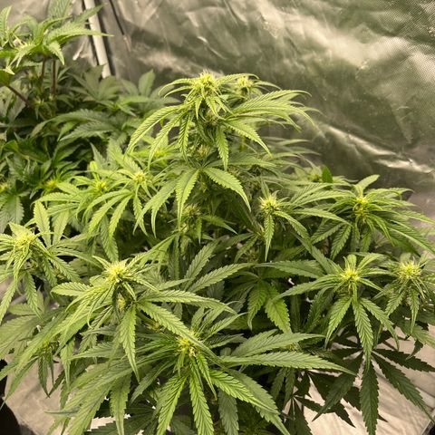 3BOG #1 growlog timeline photo
