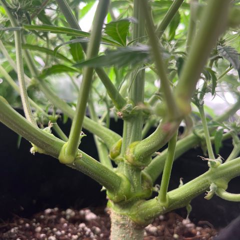 3BOG #2 growlog photo: Most Flower Mass so far 