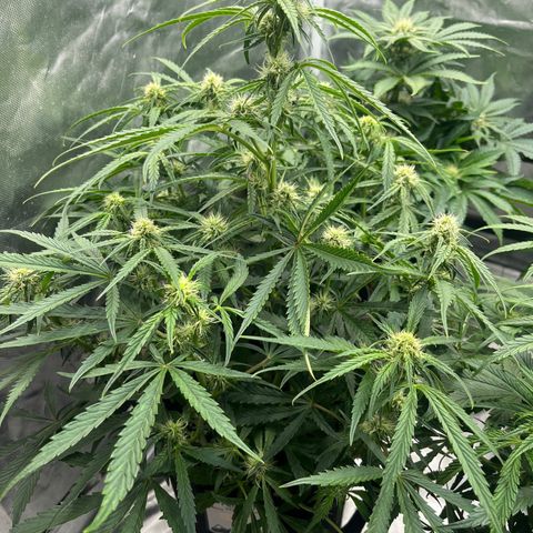 3BOG #2 growlog timeline photo