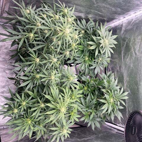 3BOG #1 growlog timeline photo