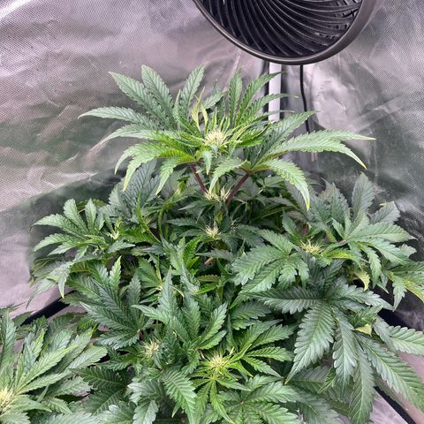 CDLC #1 growlog timeline photo